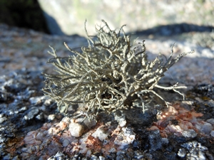 Lethariella intricata dal Monte Pulchiana, in Gallura